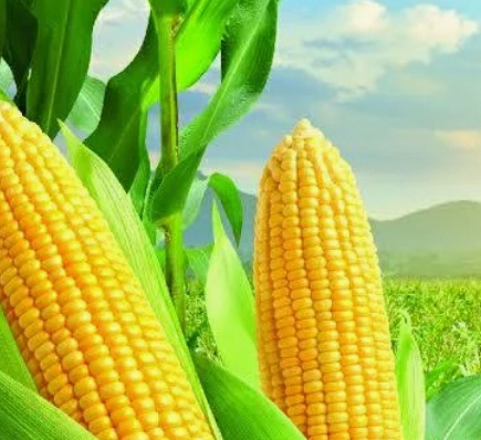 فروش ذرت