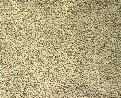 فروش عدس