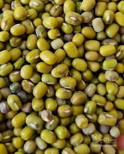 فروش ماش