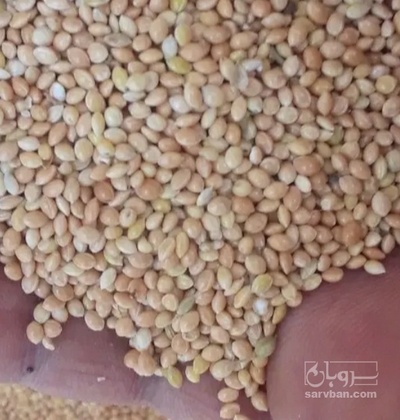 فروش ارزن
