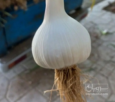 فروش سیر علفی