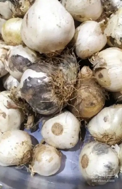 فروش موسیر تازه