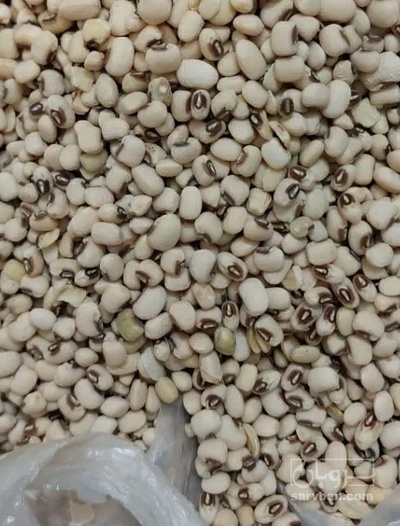 فروش لوبیا چشم بلبلی