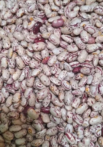 فروش لوبیا چیتی