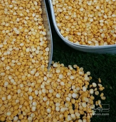 فروش نخود کفتری - لپه