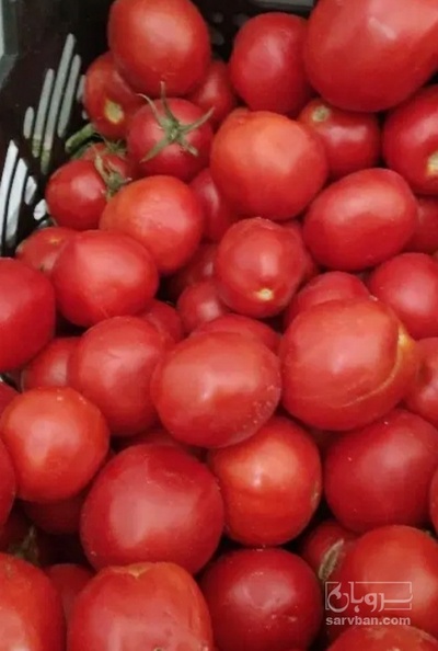 فروش گوجه فرنگی