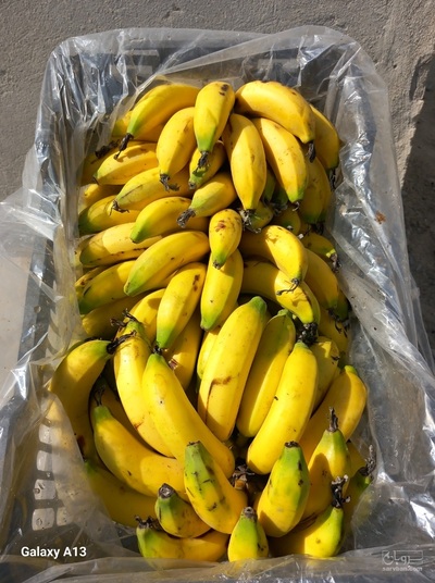 فروش موز