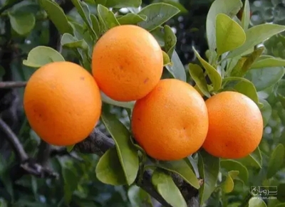 فروش نارنگی