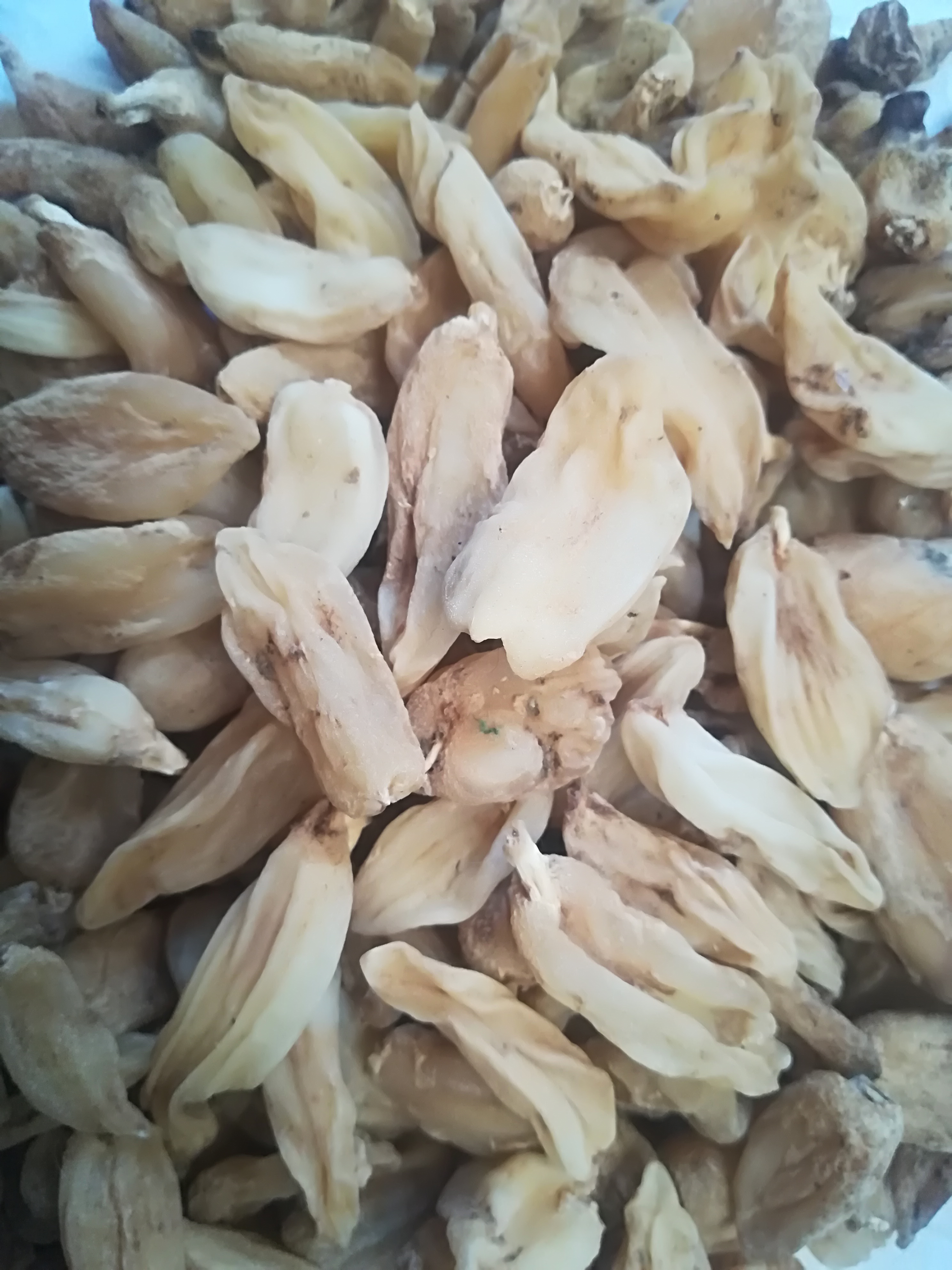 فروش ثعلب قلوه ای