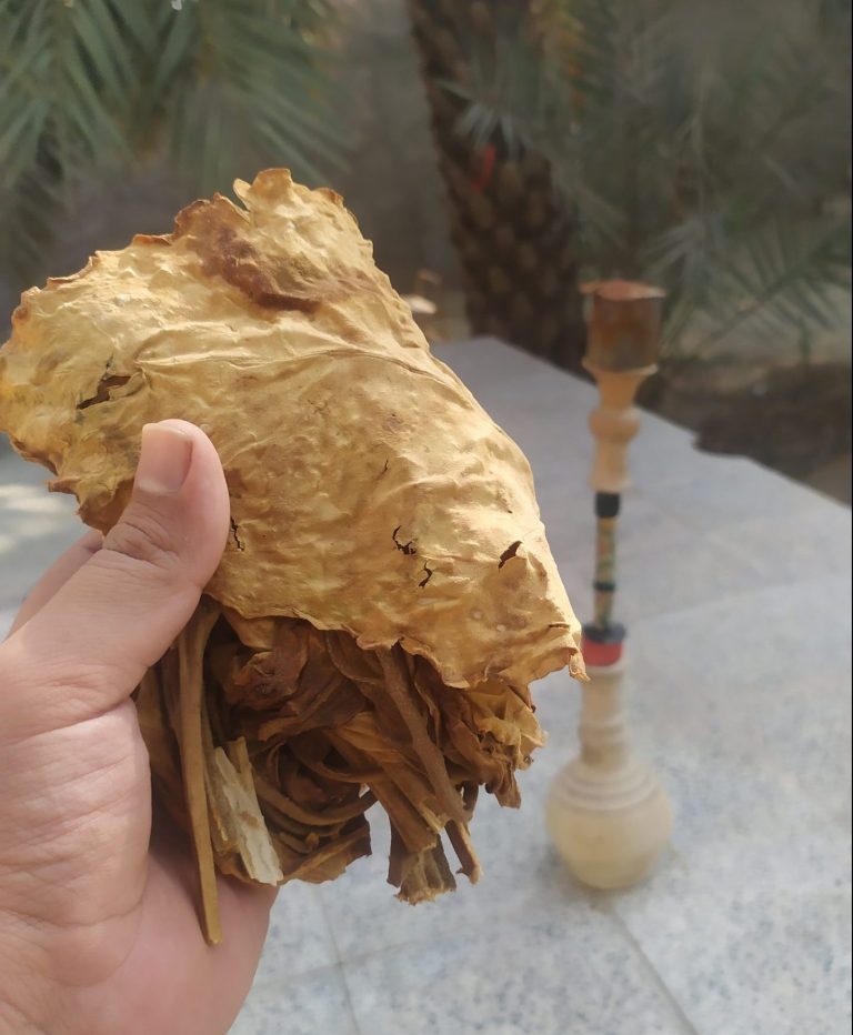 فروش تنباکو کوهی (گیاه‌ دارویی)