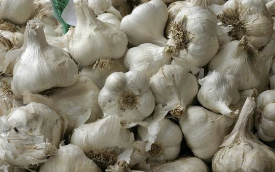 فروش سیر