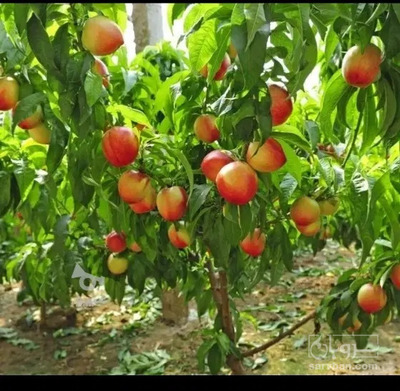 فروش شلیل
