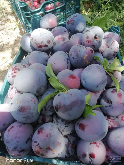 فروش آلو