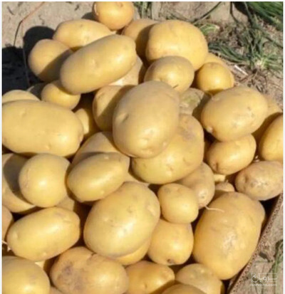 فروش سیب زمینی