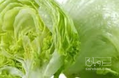 فروش کاهو ایسبرگ - آیسبرگ