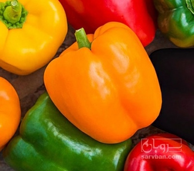 فروش فلفل دلمه ای رنگی