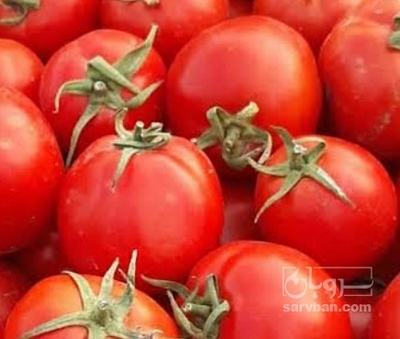 فروش گوجه فرنگی