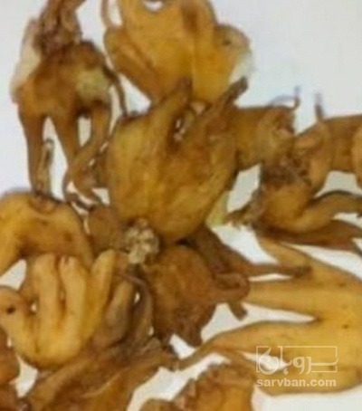 فروش ثعلب (گیاه‌ دارویی)