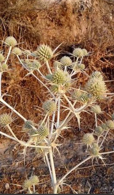 فروش بوقناق (گیاه‌ دارویی)