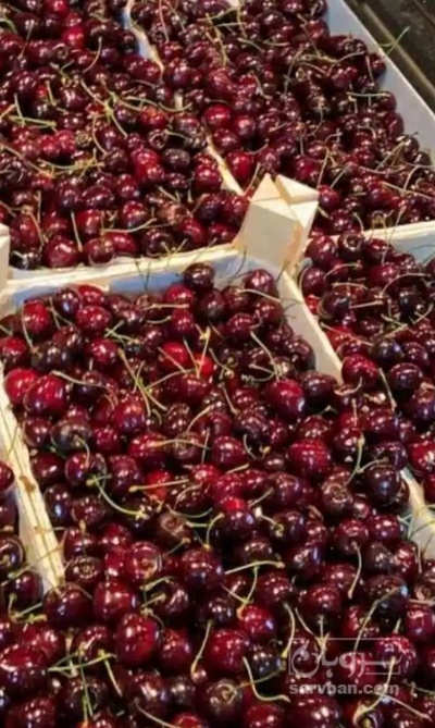 فروش گیلاس