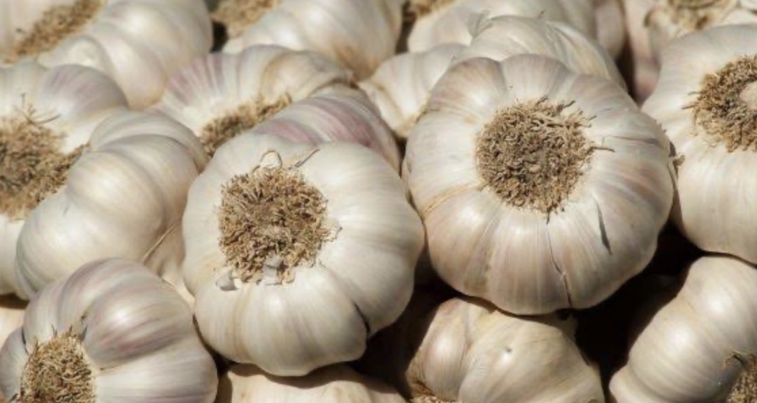 فروش سیر