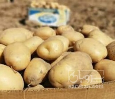 فروش سیب زمینی بامبا