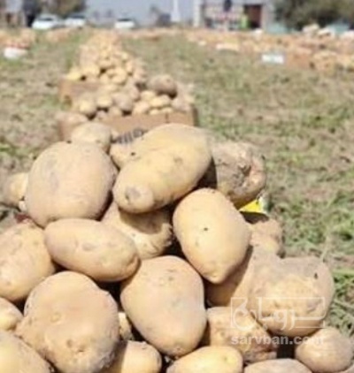 فروش سیب زمینی کلمبا