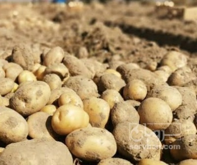 فروش سیب زمینی جلی