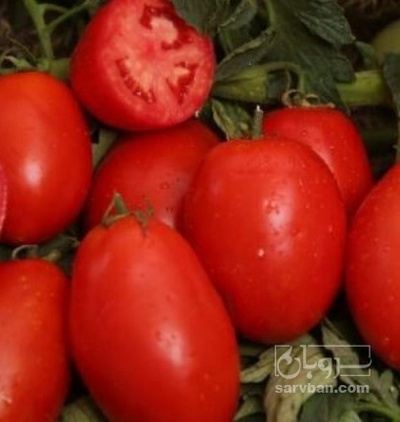 فروش گوجه فرنگی باسیمو