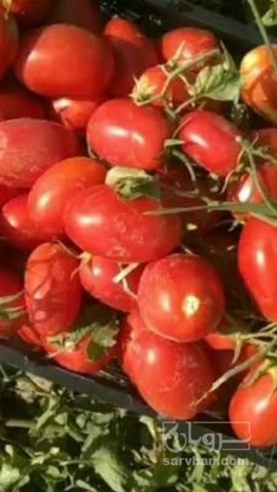 فروش گوجه فرنگی متین