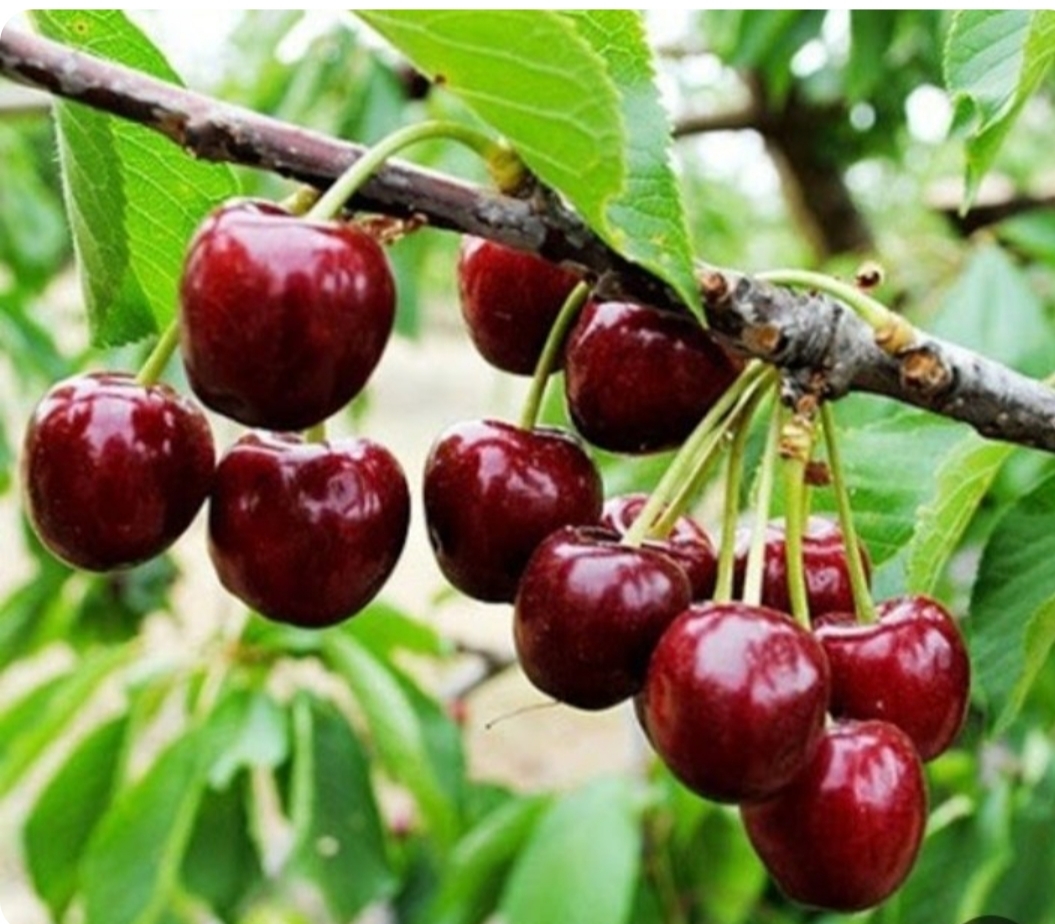 فروش گیلاس