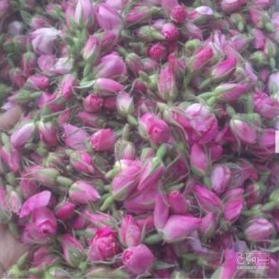 فروش غنچه گل محمدی (گیاه‌ دارویی)