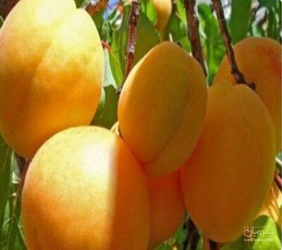 فروش زردآلو