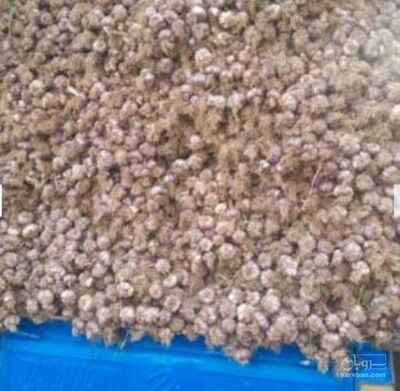 فروش سیر