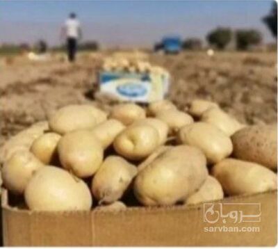 فروش سیب زمینی