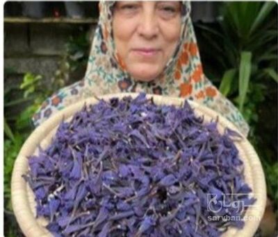 فروش گل گاو زبان - گاوزبان (گیاه‌ دارویی)