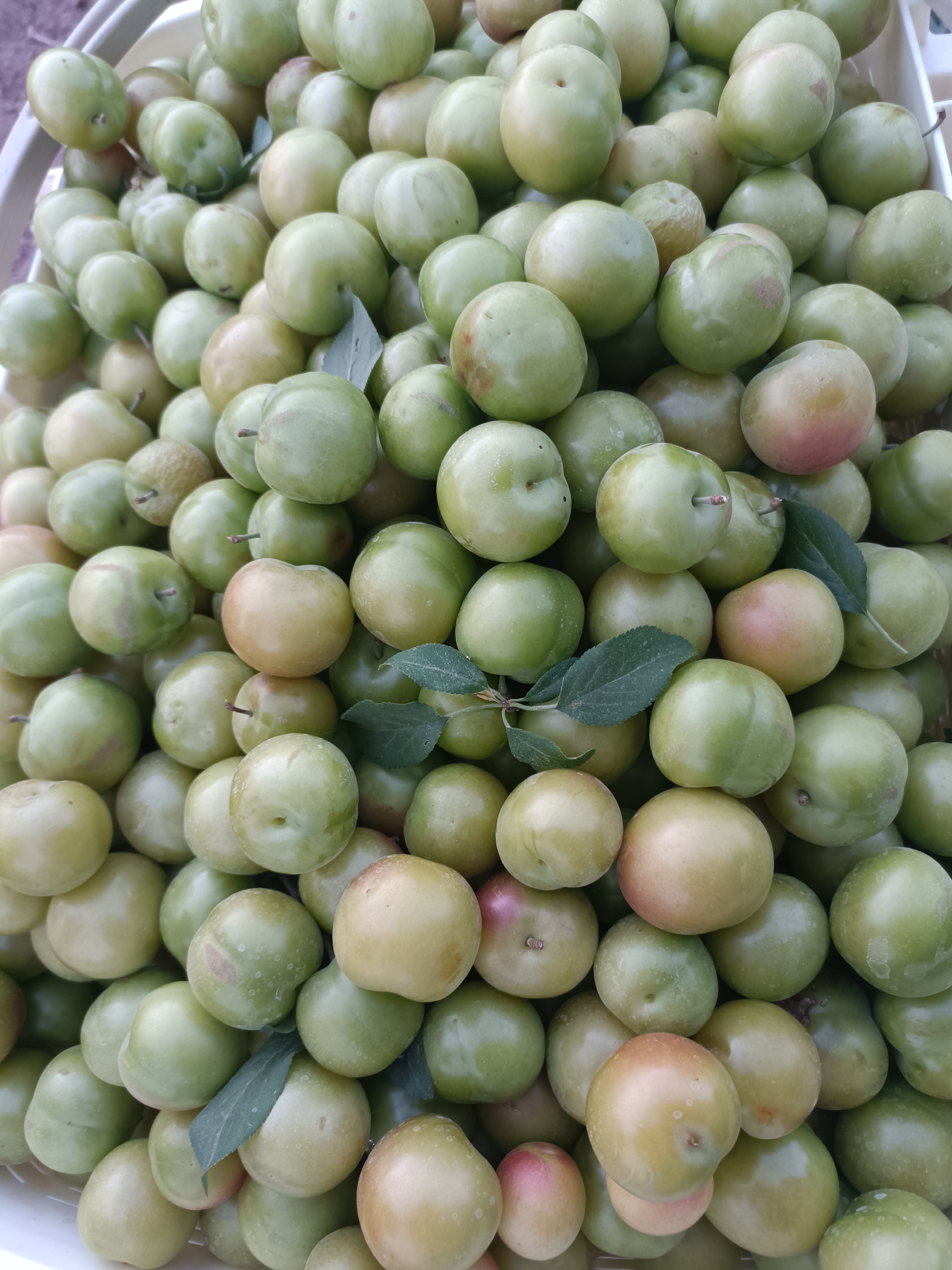 فروش گوجه سبز