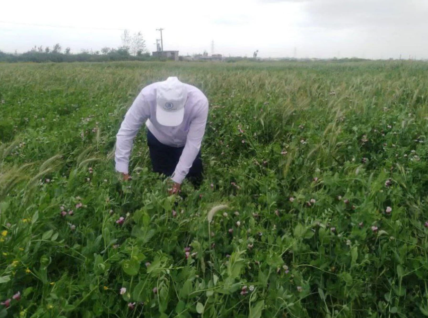 فروش نخود علوفه ای