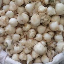 فروش موسیر