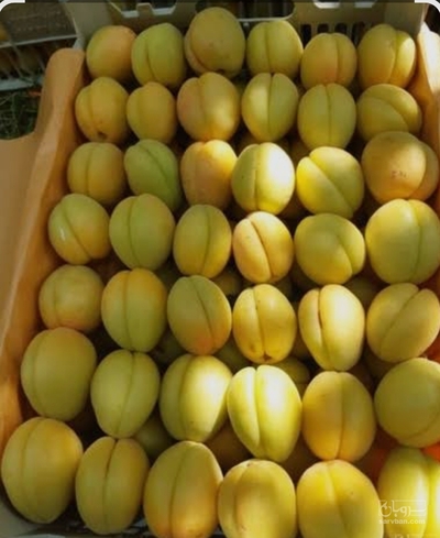 فروش زردآلو