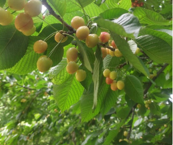فروش گیلاس