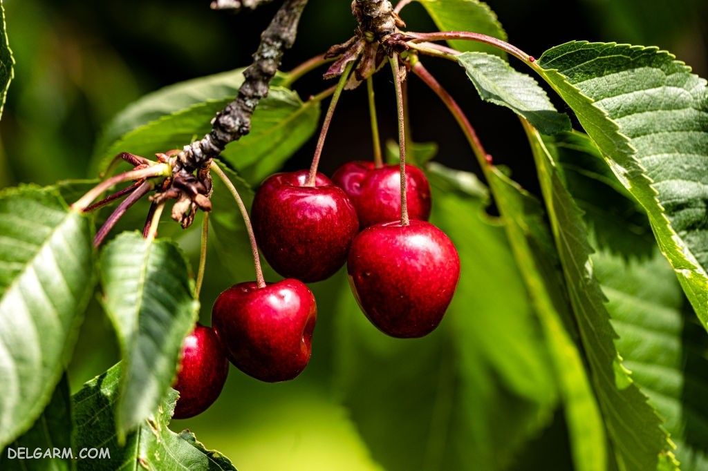 فروش گیلاس