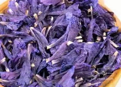 فروش گل گاو زبان - گاوزبان (گیاه‌ دارویی)