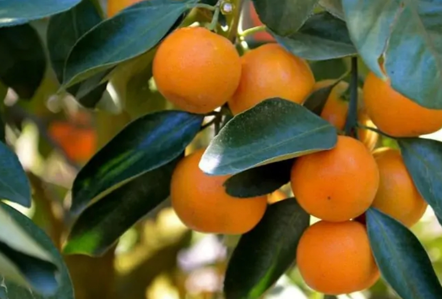 فروش نارنگی محلی