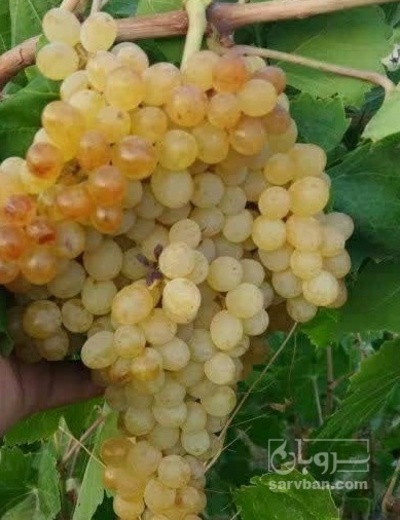 فروش انگور