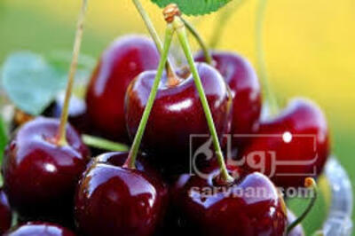 فروش گیلاس