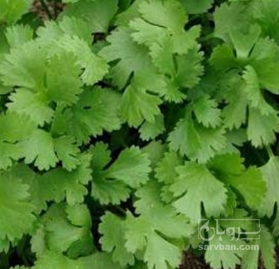 فروش گشنیز