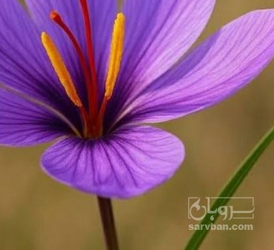 فروش زعفران  سرگل(گیاه‌ دارویی)