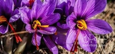 فروش زعفران  نگین (گیاه‌ دارویی)