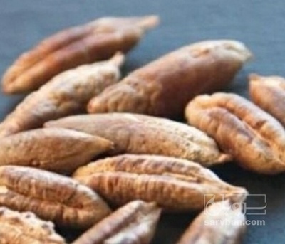 فروش هسته خرما